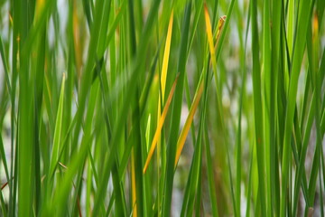 Background of reeds on the shore of the lake