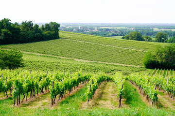 Fototapeta na wymiar vineyards hill in Saint Emilion village Bordeaux in France