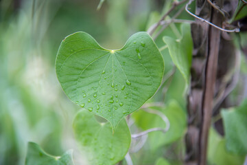 Heart shaped leaves close up 