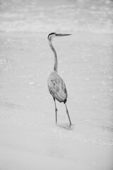 Heron on beach