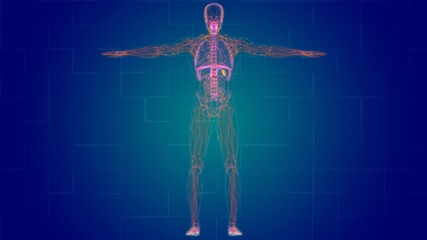 Human Lymph Nodes Anatomy For Medical Concept 3D