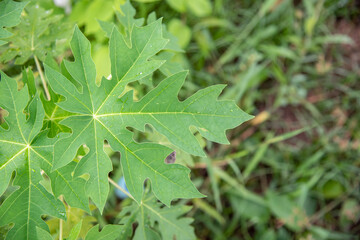 close up of green leaves