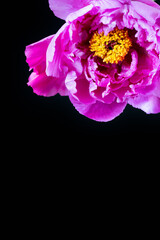 Pink peony on reflection surface 