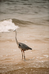 Heron on beach