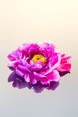 Pink peony on reflection surface 