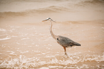 Heron on beach