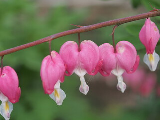 Red buds of the broken heart flower.