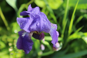 Drops of dew on the petals. Macro. Russia.
