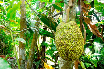 Jackfruit which has yet to be picked.