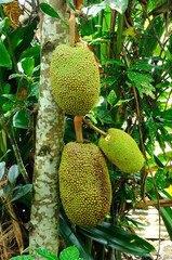 Jackfruit which has yet to be picked.