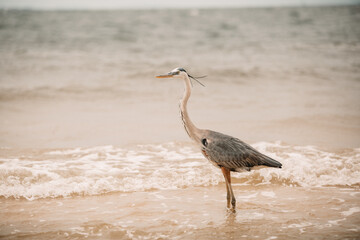 Heron on beach