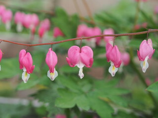 Fototapeta premium Red buds of the broken heart flower.