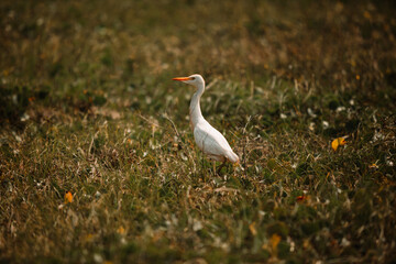 White egret in grass