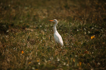 White egret in grass