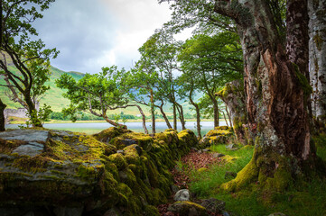 Fototapeta premium Mystischer Wald