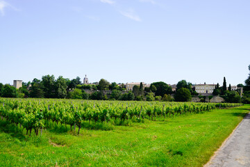 Fototapeta na wymiar french vineyards landscape of Saint Emilion bordeaux wine in France