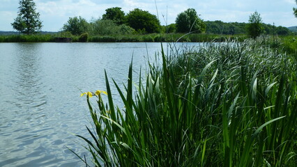 Teich mit Lilie am Ufer