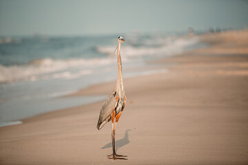 Heron on beach