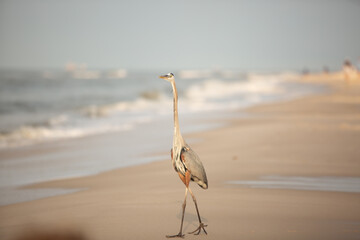 Heron on beach