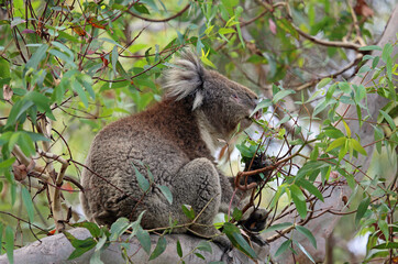Koala eating close up - Kenneth River, Victoria, Australia