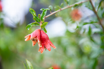 The flowers of the pomegranate tree