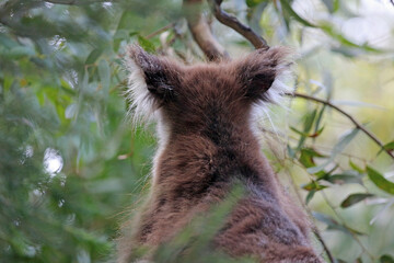 Koala , back view - Kenneth River, Victoria, Australia