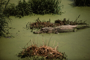 Alligators in swamp
