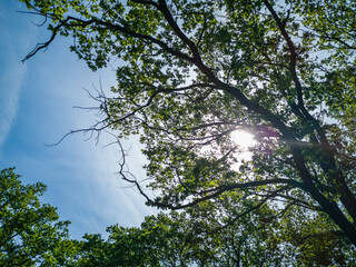 Upward look to blue sky with clouds between tree crowns and shining sun