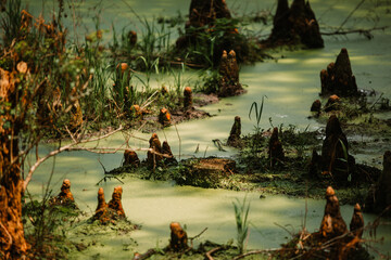 Cypress knees swamp