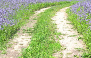 Field road in summer with green grass between beautiful wildflowers of violet flowers