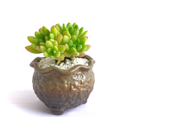 Burrito succulent in vintage flowerpot, burro's tail isolated on white background