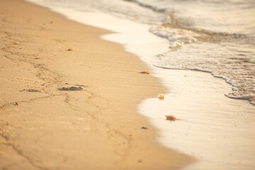 Jellyfish washed up on seashore at sunset