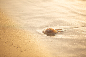 Jellyfish washed up on seashore at sunset
