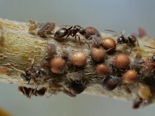 Współpraca mszycy i mrówek - obrazy, fototapety, plakaty
