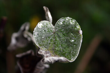 heart-shaped leaf