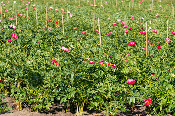 Blossom of pink peony flowers on farm field in Netherlands