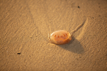 Jellyfish washed up on seashore