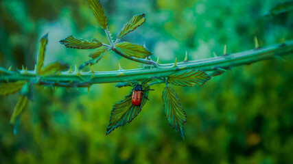 ladybird on a leaf