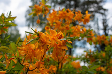 Orange Rhododendron Dzintra blooming in a garden