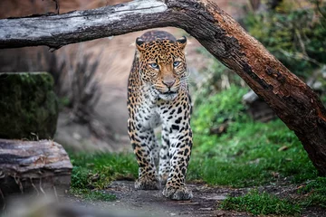 Foto auf Acrylglas Javanischer Leopard © rebius