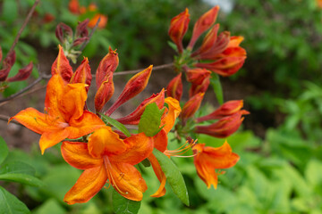 Orange Rhododendron Golden Eagle blooming in a garden