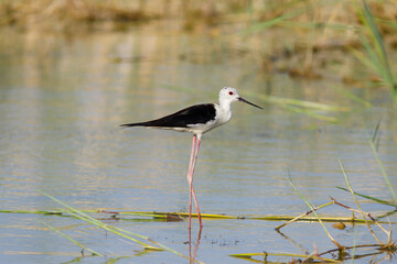 Black-winged stilt also common stilt in marsh waters. its warm tones.