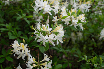 White Rhododendron Tunis blooming in a garden
