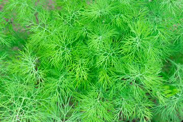 dill close-up background. green vegetables for healthy growing spices organic farm