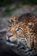 Fototapeta na wymiar Javan leopard