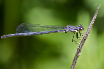Close up of blue damselfly
