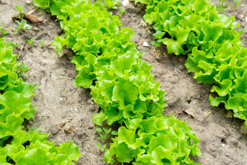 green lettuce plants or salad vegetable cultivation. Concept of healthy eating. Farming. Food production.
