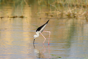 Black-winged stilt also common stilt in marsh waters. its warm tones.