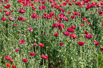 Big garden red poppy flowers nature background