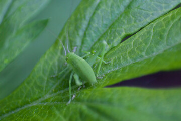 Green katydid on a leaf